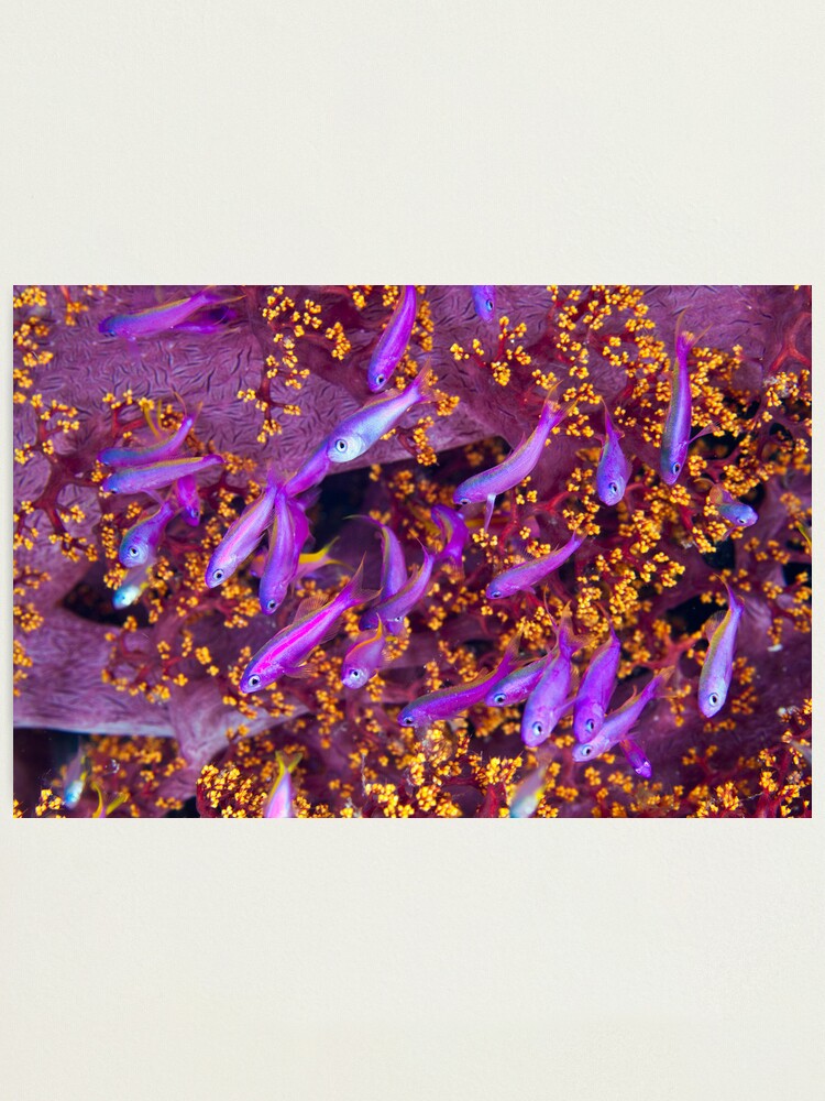Alternate view of Colour Photographic Print
