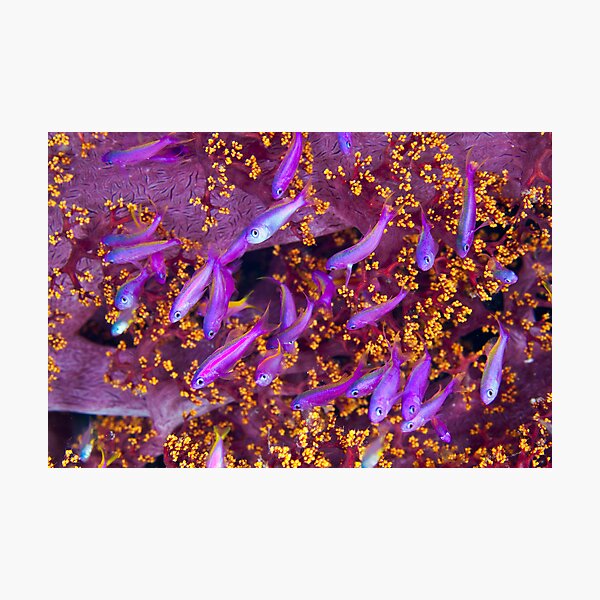 Colour Photographic Print