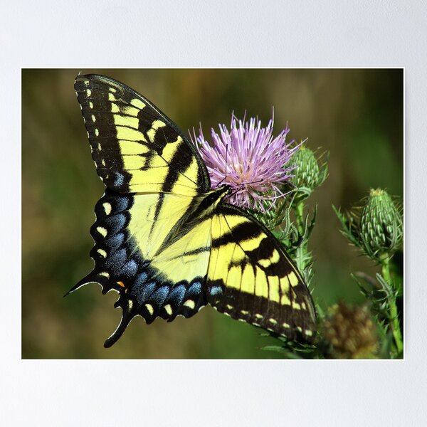 Item preview, Yellow Beauty designed and sold by Lisa Bianchi.