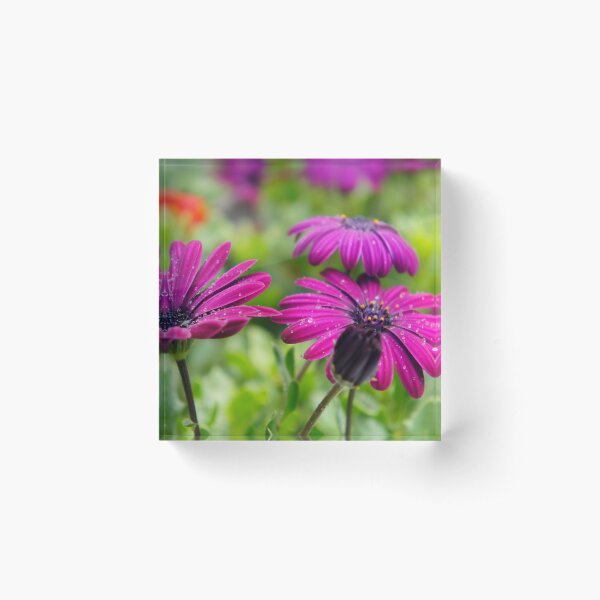 Item preview, Purple flowers in the drops of morning dew designed and sold by Fluffy-Des.
