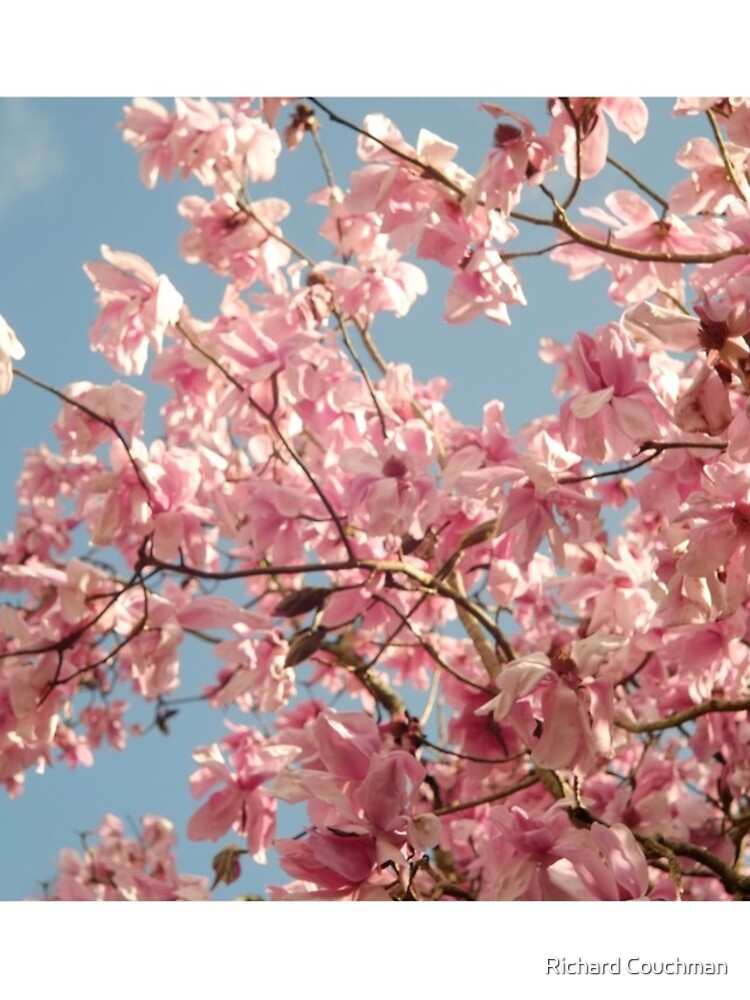 Thumbnail 4 of 4, Samsung Galaxy Phone Case, “ Magnolia Spring “ designed and sold by Virtualrich.