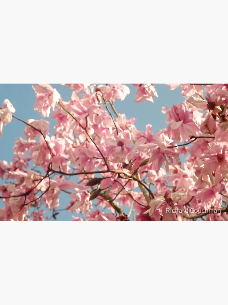 Aperçu 4 sur 4. Mug à café avec l'œuvre “Magnolia Spring“ créée et vendue par Richard Couchman.
