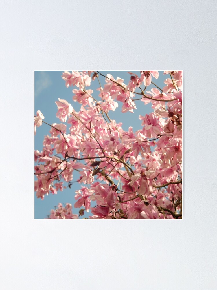 Thumbnail 1 of 3, Poster,  “ Magnolia Spring “  designed and sold by Virtualrich.