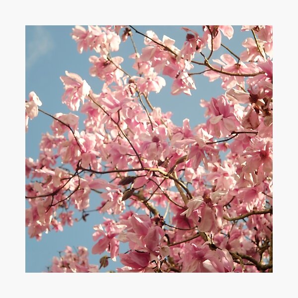 Photographic Print
