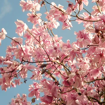 Artwork thumbnail, “ Magnolia Spring “ by Richard Couchman