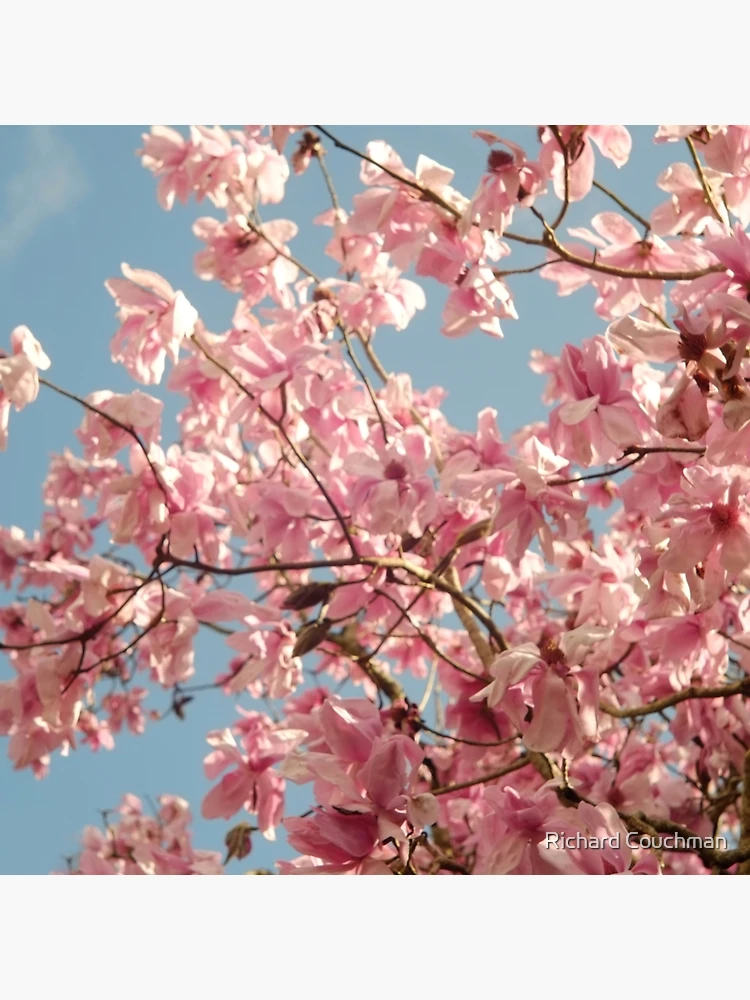 Aperçu 2 sur 2. Impression rigide avec l'œuvre “Magnolia Spring“ créée et vendue par Richard Couchman.