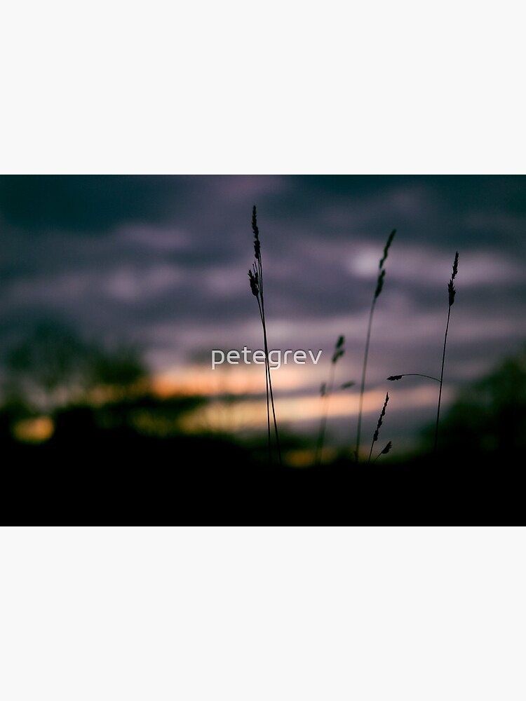 Day 182 - 8th January 2012 by petegrev