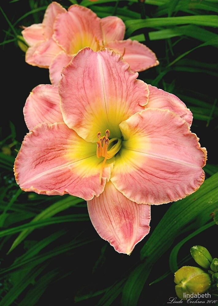 "Daylily Spiritual Corridor" by lindabeth Redbubble