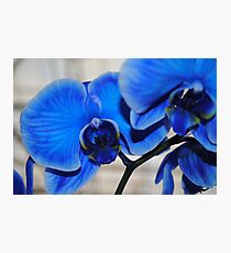 Bright Blue Orchids Photographic Print