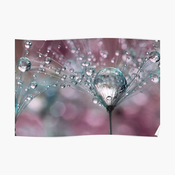 Raspberry Sparkles Poster