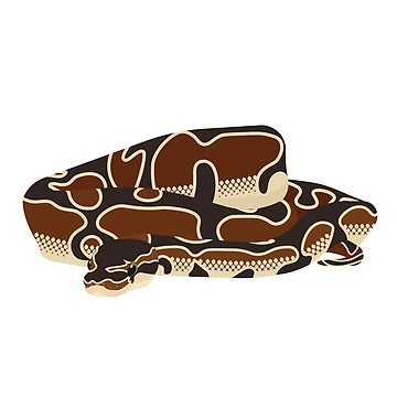 Vorschaubild zum Design Ball Python von Emma Pardini