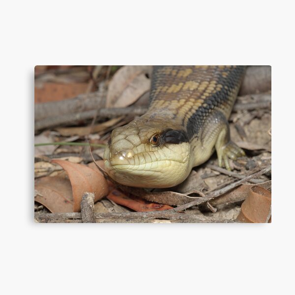 Blue-tongue lizard - Tiliqua scincoides Canvas Print