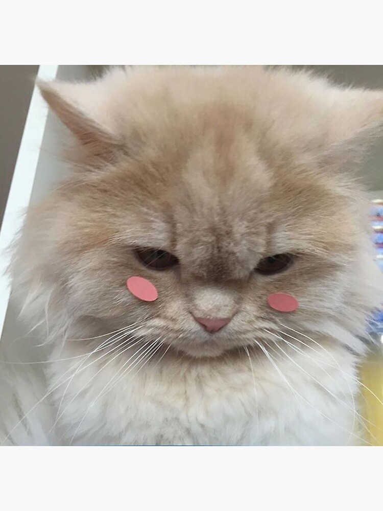 "blushing kitty" Sticker by kmacd02 Redbubble