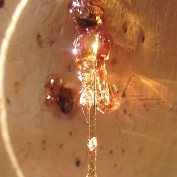 Artwork thumbnail, Tree Sap by ScarySherys