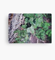 leaves on a tree Canvas Print