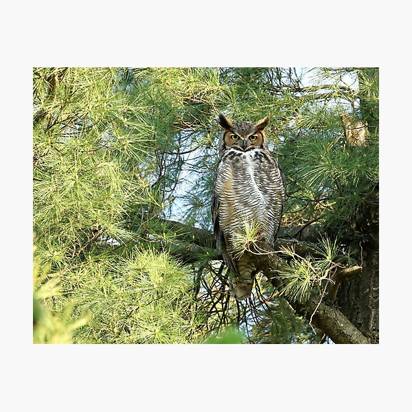 Great horned goddess Photographic Print