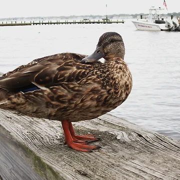 Artwork thumbnail, Puddle Duck by RVogler