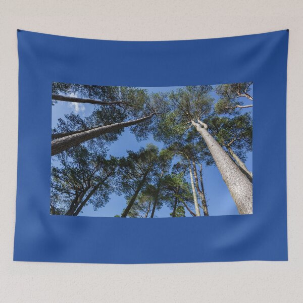 Item preview, Tall Trees, Blue Sky designed and sold by heidipics.