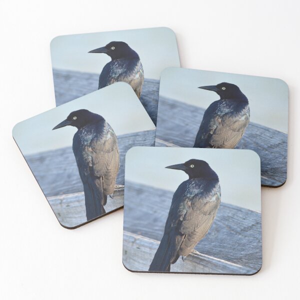 Item preview, Boat-Tailed Grackle 1 designed and sold by Nature's Reflections.