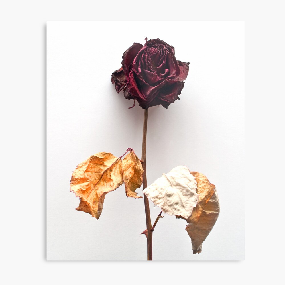 Dried Floral Bouquet on Light Background - Pink Minimal Aesthetics  Greeting Card for Sale by kaespo