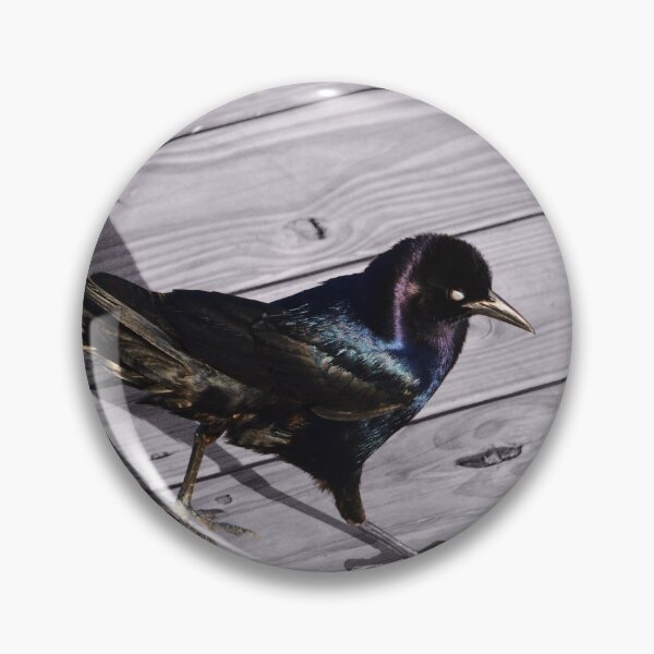 Item preview, Boat-Tailed Grackle II designed and sold by Nature's Reflections.