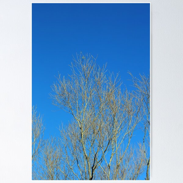 Item preview, Tress without leaves in blue sky background Corona Virus Covid19 high quality modern prints Canon Eos 5DS 50,6 megapixels stock photography designed and sold by BakalaeroZz Photography.