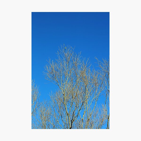 Item preview, Tress without leaves in blue sky background Corona Virus Covid19 high quality modern prints Canon Eos 5DS 50,6 megapixels stock photography designed and sold by BakalaeroZz Photography.