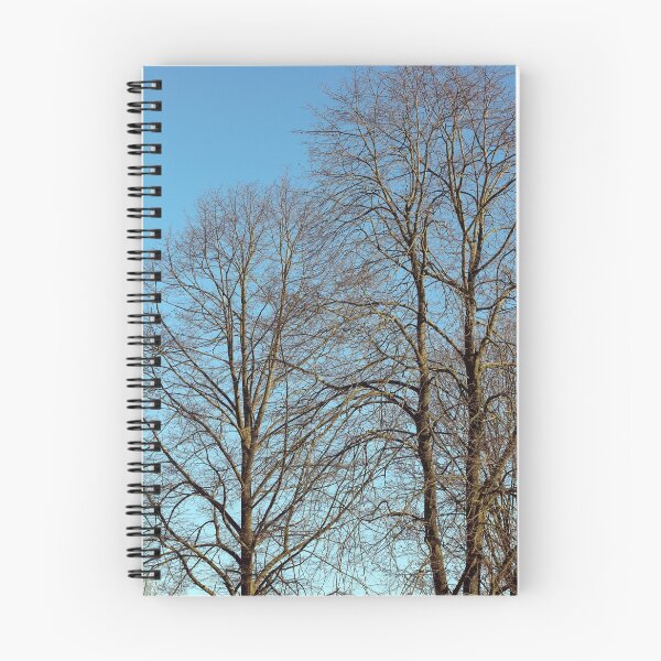 Item preview, Naked sexy trees in blue sky background Corona Virus Covid19 seasson high quality modern natural prints Canon Eos 5DS 50,6 megapixels 5792 X 8688px stock photography Dorsten Germany designed and sold by BakalaeroZz Photography.