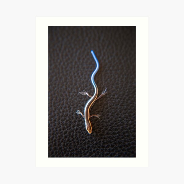 Western Skink Lizard Art Print