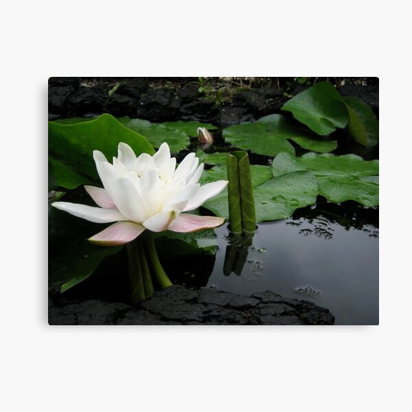Flower of lotus Canvas Print