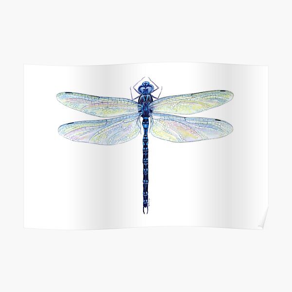 Spatterdock Dragonfly Poster