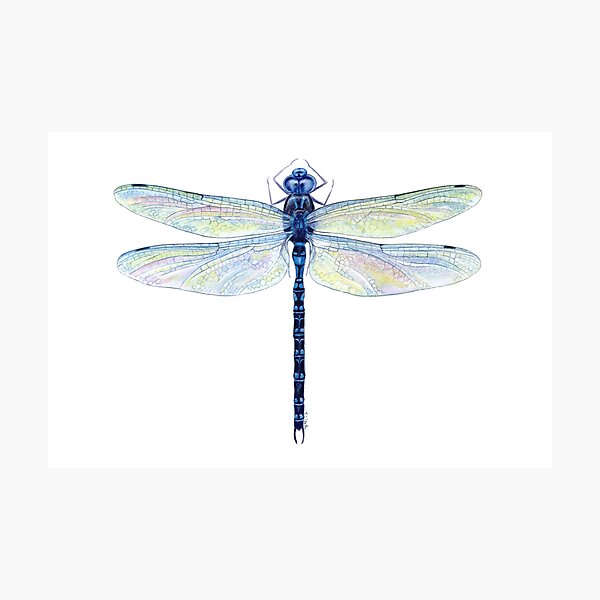 Spatterdock Dragonfly Photographic Print