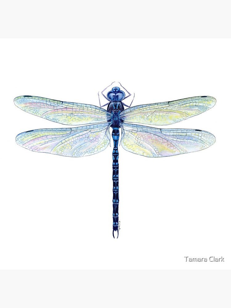 Spatterdock Dragonfly by edenart