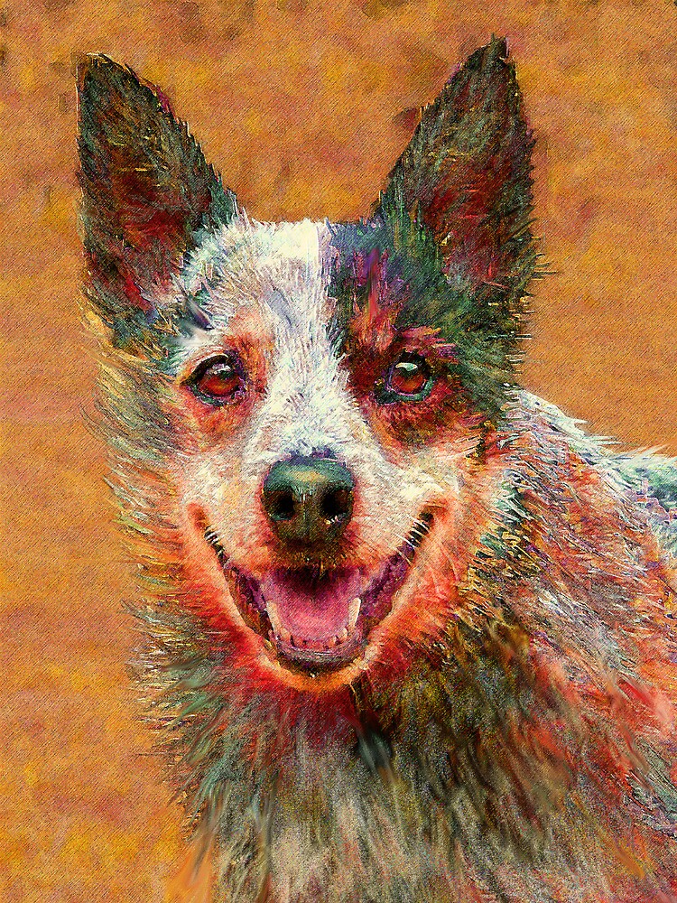 orange australian cattle dog