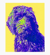 labradoodle Photographic Print