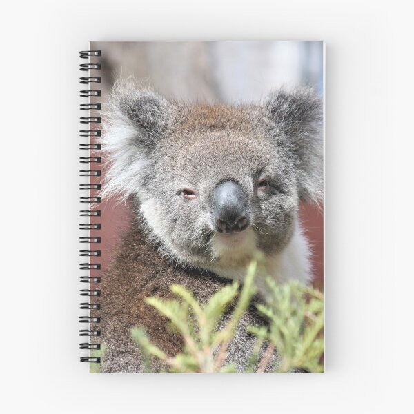 Item preview, Koala designed and sold by Linda  Hammond.