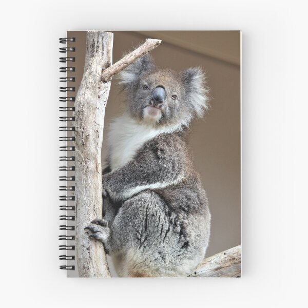Item preview, Koala designed and sold by Linda  Hammond.