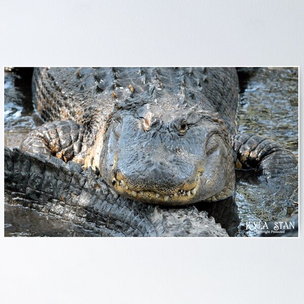 Item preview, Alligator Smile designed and sold by Nature's Reflections.
