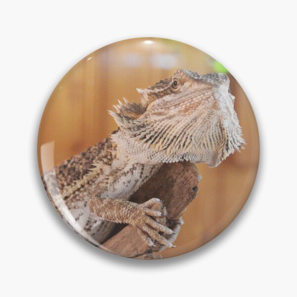 Aperçu de l'œuvre Mignon Beardie II créée et vendue par Nature's Reflections.