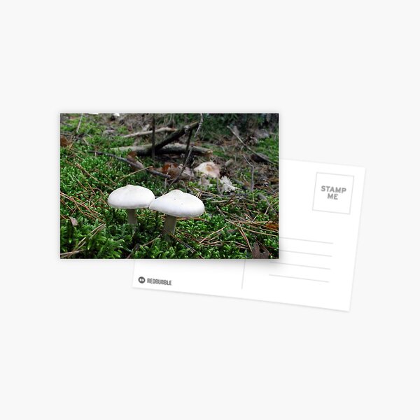 Mushrooms Postcard