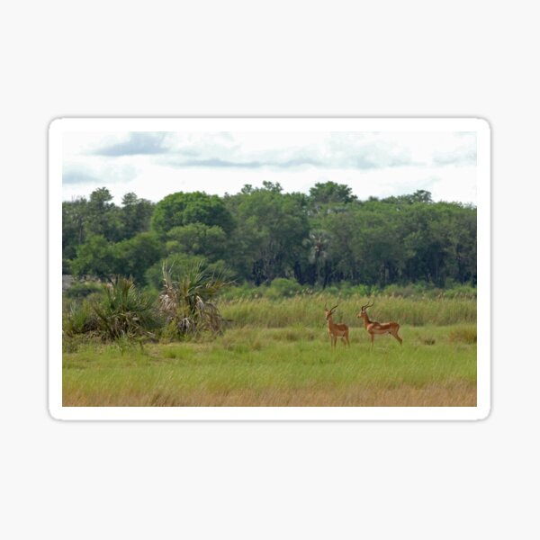 Okavango Delta scene with impala Sticker