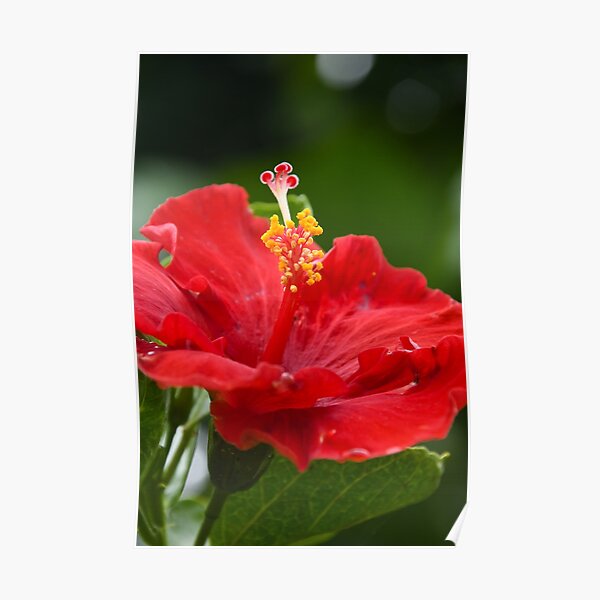 Bright Red Hawaiian Hibiscus Poster