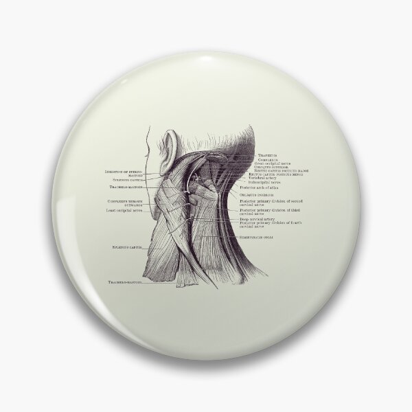 Item preview, Neck Muscular System Diagram - Vintage Anatomy 2 designed and sold by VAposters.
