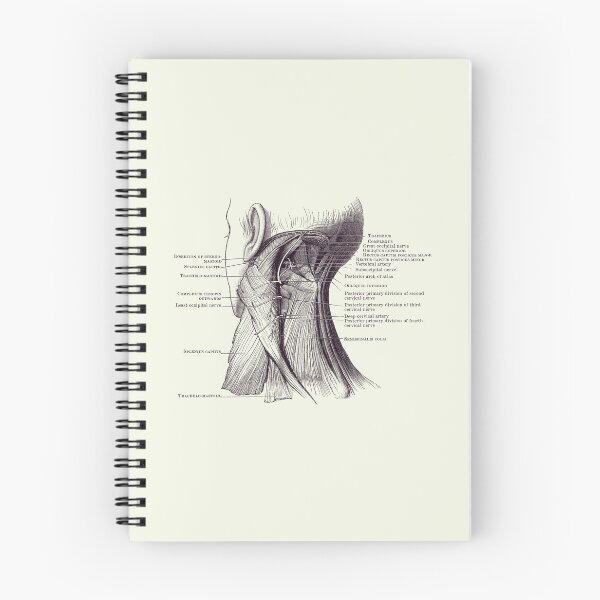 Item preview, Neck Muscular System Diagram - Vintage Anatomy 2 designed and sold by VAposters.