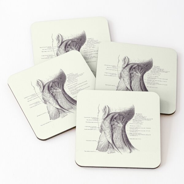 Item preview, Neck Muscular System Diagram - Vintage Anatomy 2 designed and sold by VAposters.