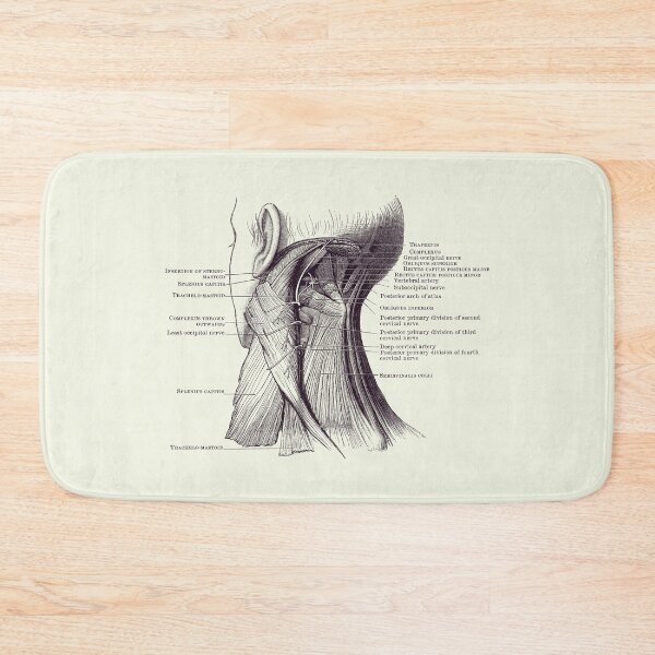 Item preview, Neck Muscular System Diagram - Vintage Anatomy 2 designed and sold by VAposters.