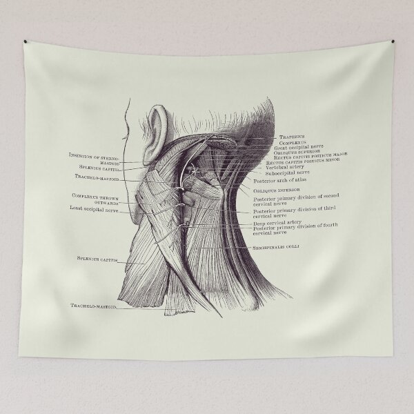 Item preview, Neck Muscular System Diagram - Vintage Anatomy 2 designed and sold by VAposters.
