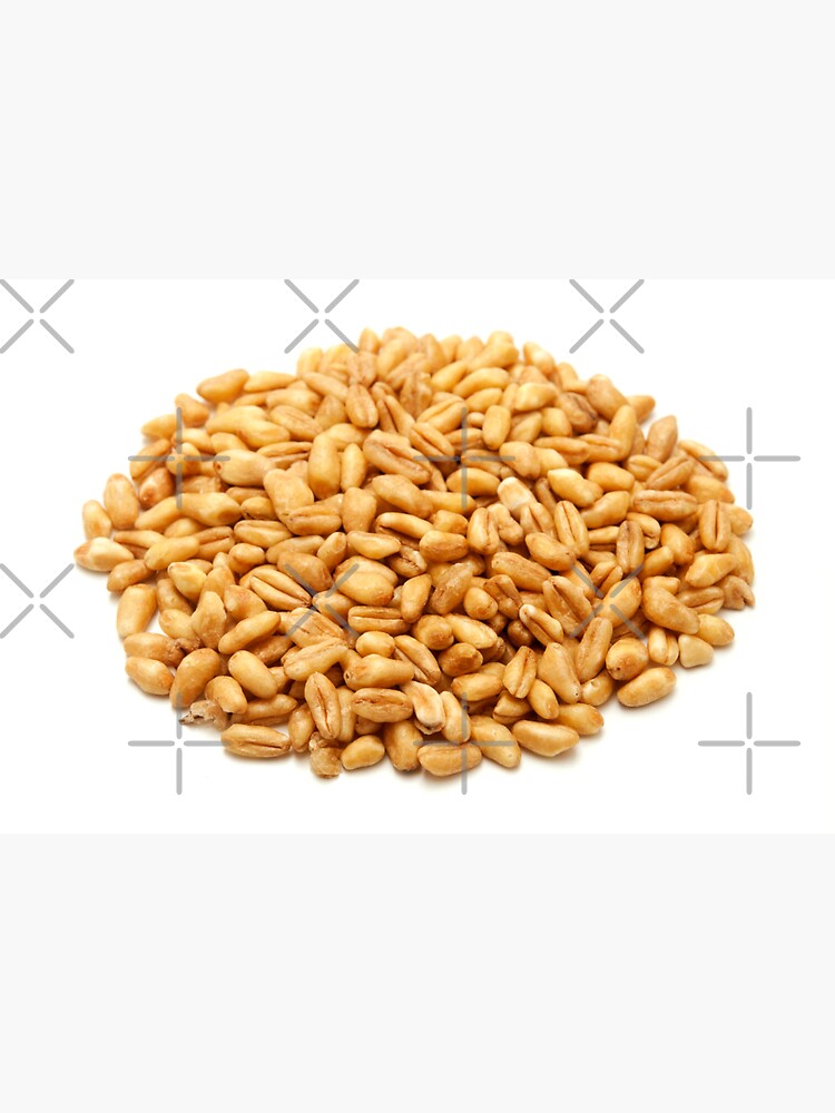 "Whole wheat grains" Sticker for Sale by troianifabrizio Redbubble