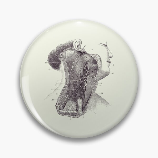 Item preview, Circulatory System - Neck Diagram - Vintage Anatomy 2 designed and sold by VAposters.