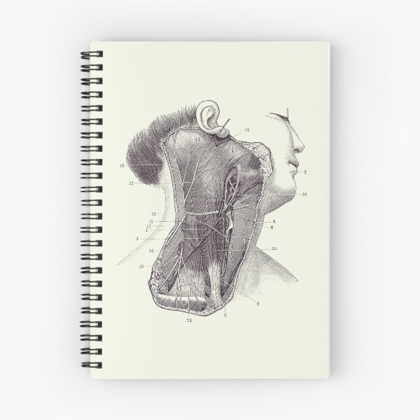 Item preview, Circulatory System - Neck Diagram - Vintage Anatomy 2 designed and sold by VAposters.